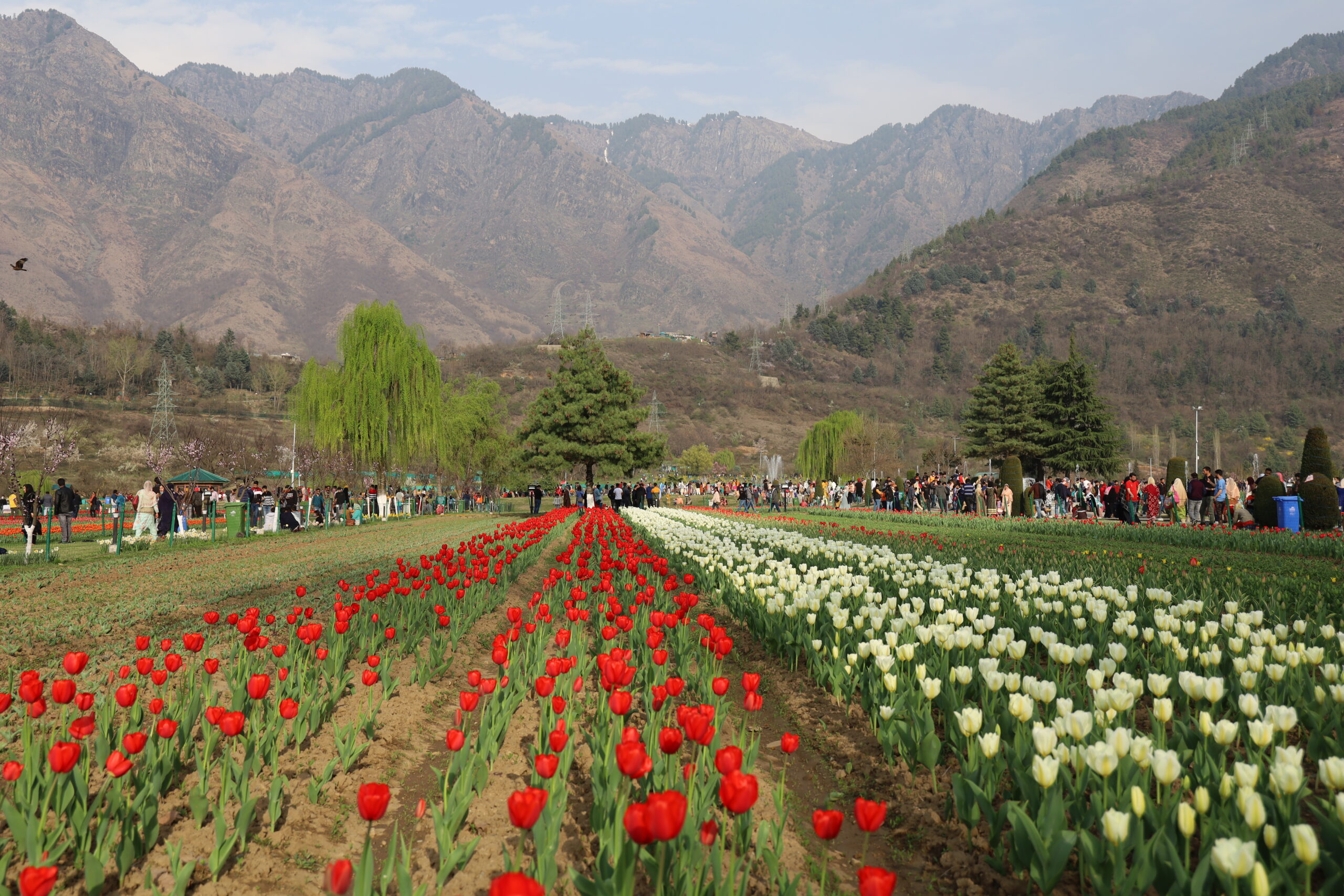 Tulip-Garden_Tripping_Heights